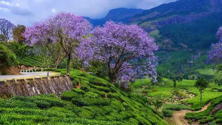Best Time to Visit Kerala