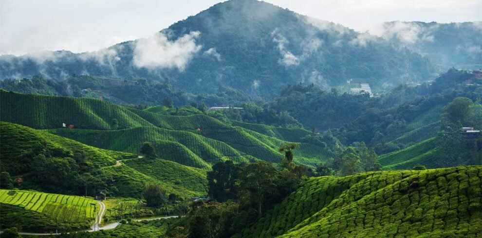munnar_d