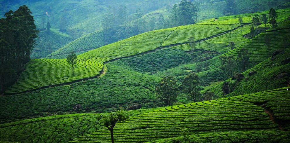 tea-munnar-a
