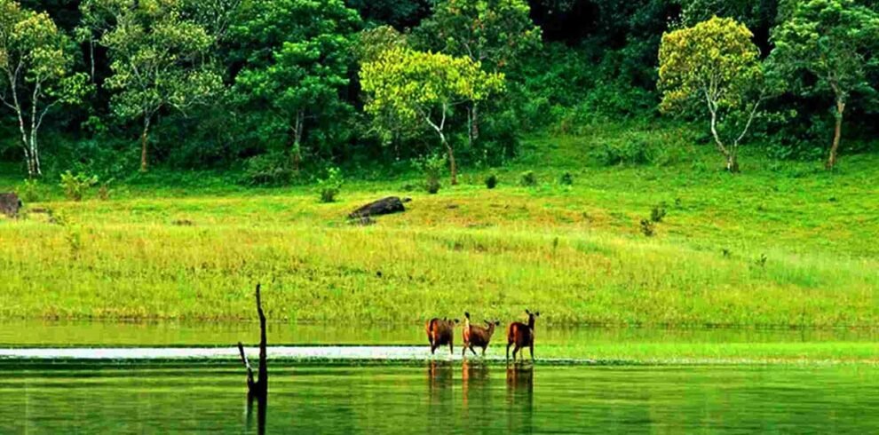 thekkady-d